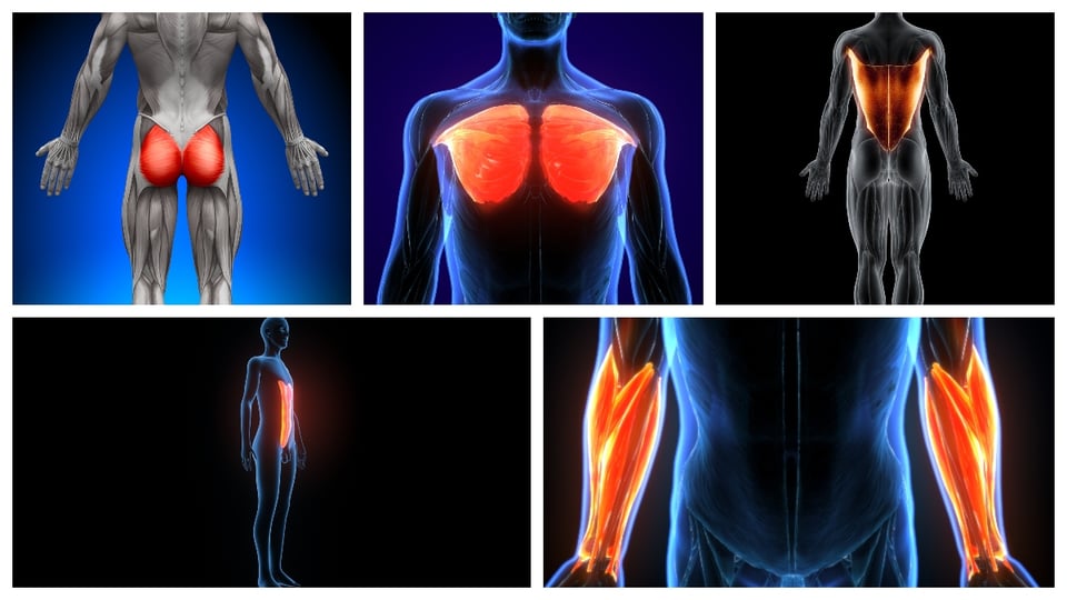 strengthen your golf muscles to improve your game - muscles from left to right listed above